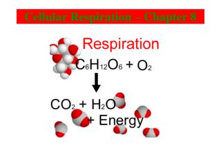 Cellular Respiration – Chapter 8