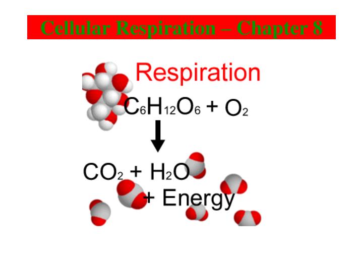 cellular respiration chapter 8