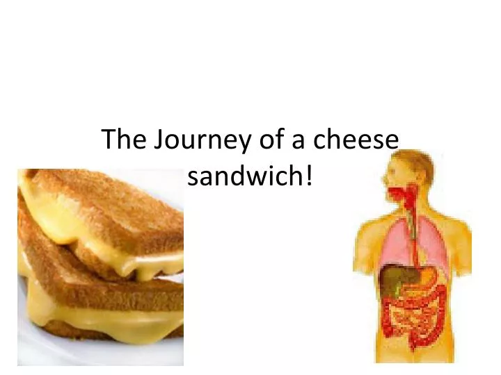 the journey of a cheese sandwich