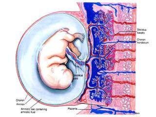PLACENTAL FUNCTION