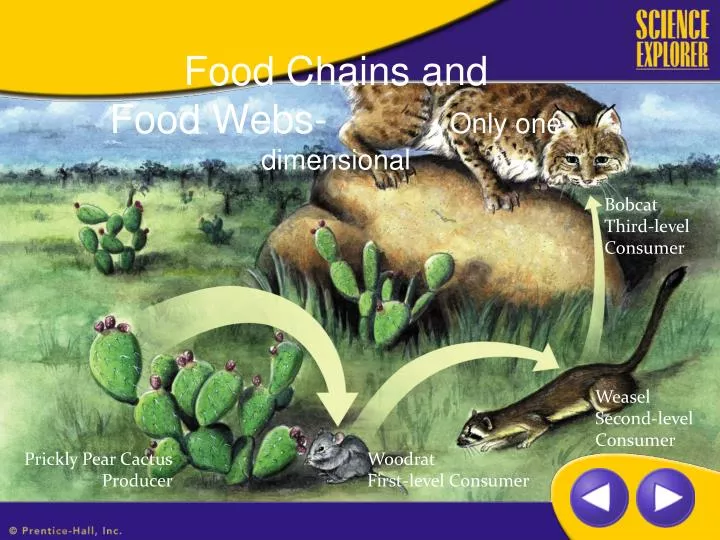 food chains and food webs only one dimensional