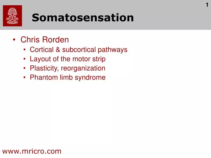 somatosensation