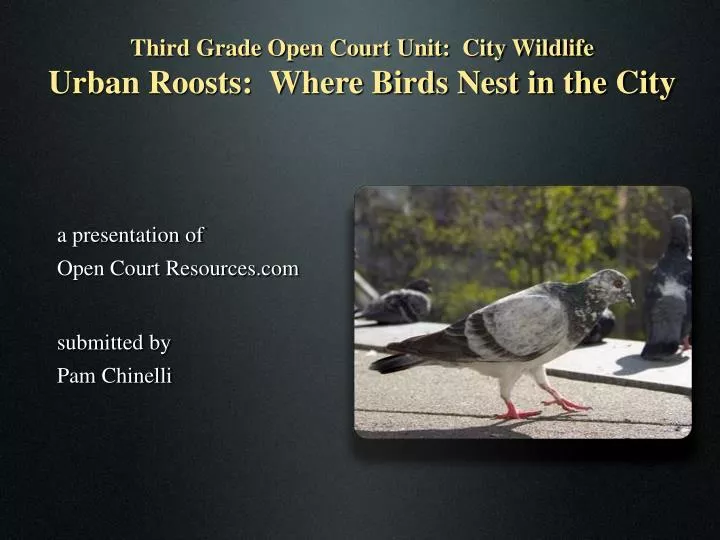 third grade open court unit city wildlife urban roosts where birds nest in the city