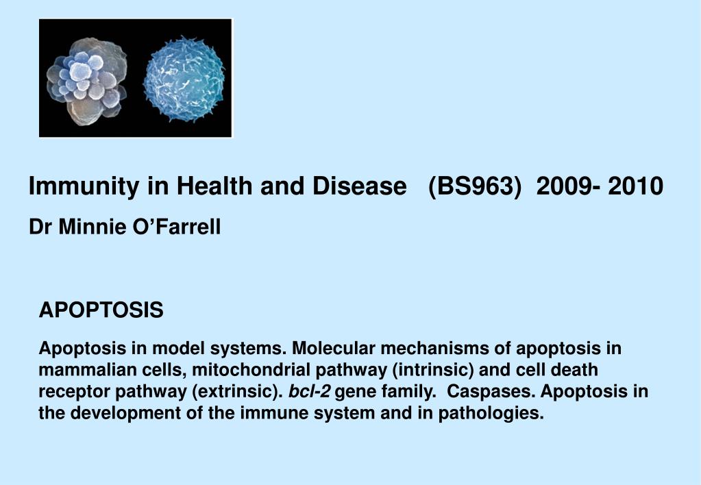 PPT - APOPTOSIS PowerPoint Presentation, free download - ID:465294