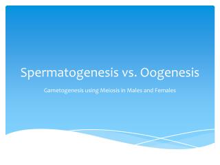 Spermatogenesis vs. Oogenesis