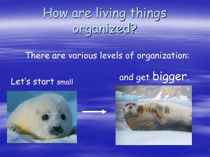 how are living things organized