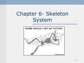 Chapter 6- Skeleton System