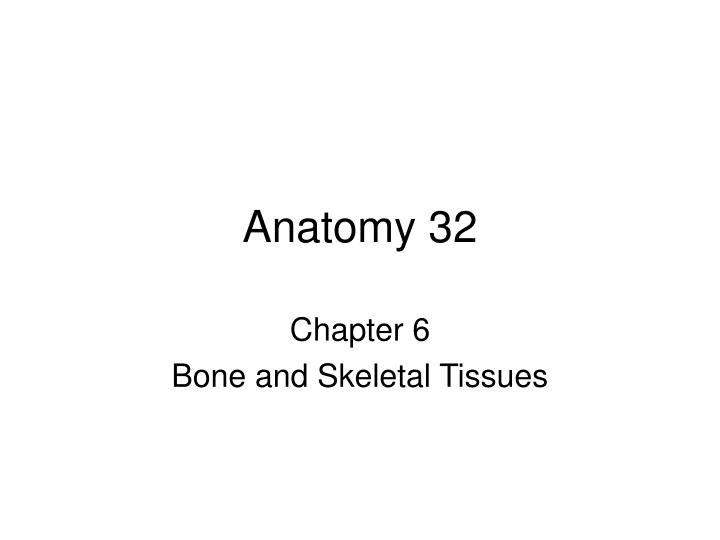 anatomy 32