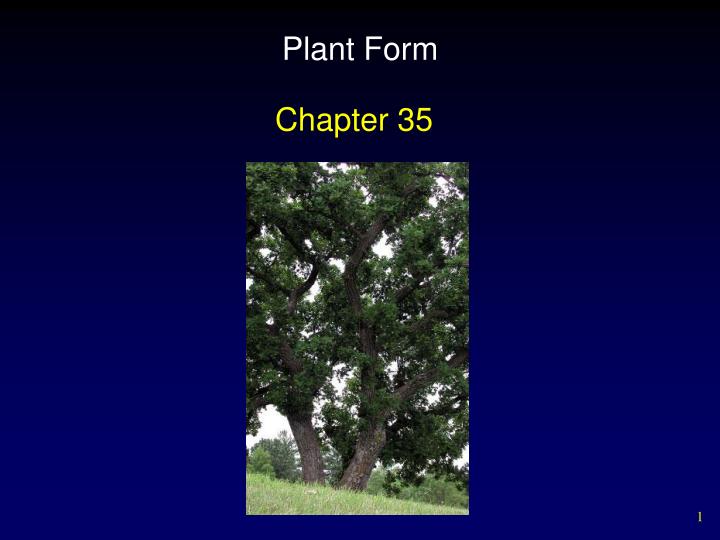 plant form