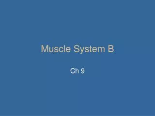Muscle System B