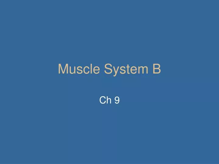 muscle system b