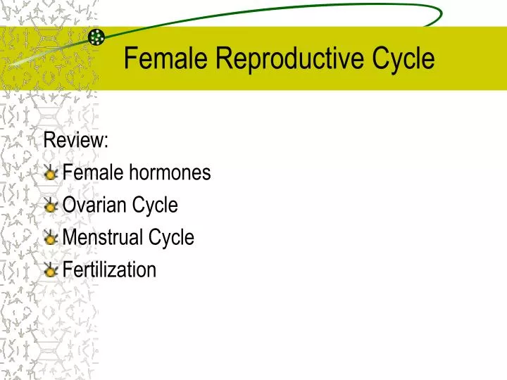 female reproductive cycle