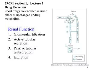 Renal Function Glomerular filtration Active tubular secretion Passive tubular reabsorption Excretion