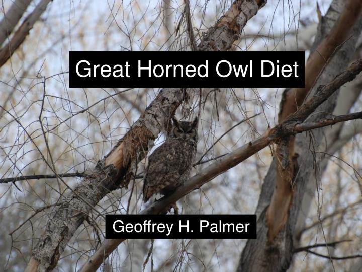 great horned owl diet