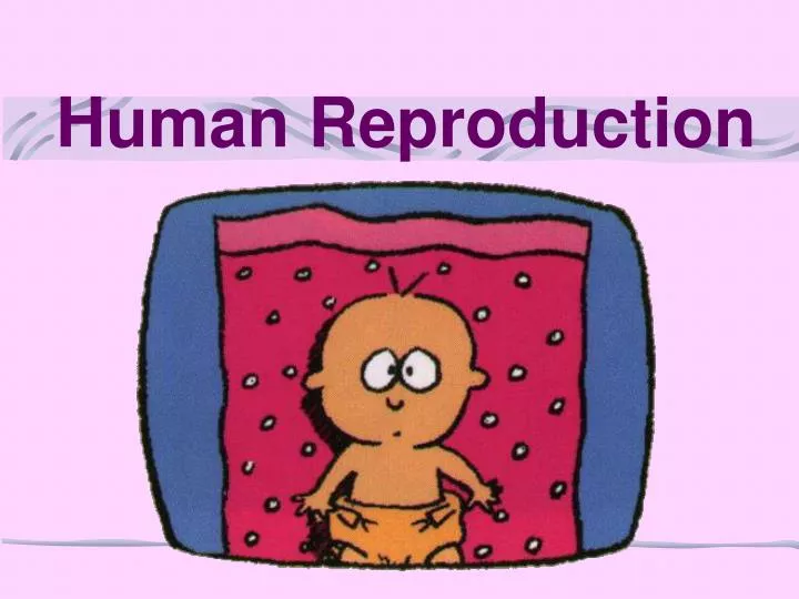 human reproduction
