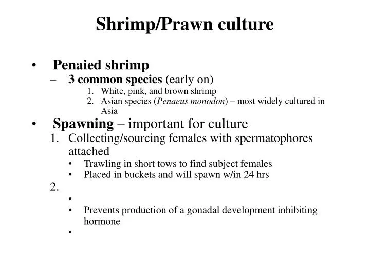 shrimp prawn culture