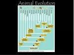 Animal Evolution - slide 1