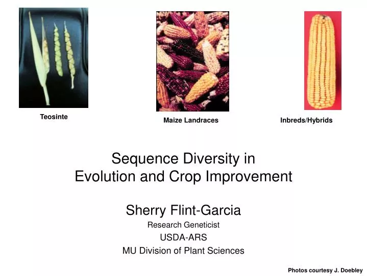 sequence diversity in evolution and crop improvement