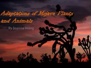 Adaptations of Mojave Plants and Animals