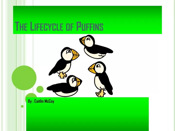 the lifecycle of puffins