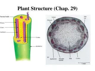 Plant Structure (Chap. 29)