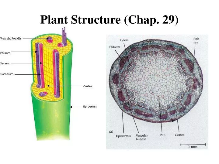 plant structure chap 29