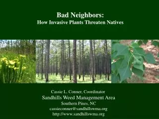 Cassie L. Conner, Coordinator Sandhills Weed Management Area Southern Pines, NC cassieconner@sandhillswma sandhillswma