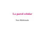 La pared celular - slide 1