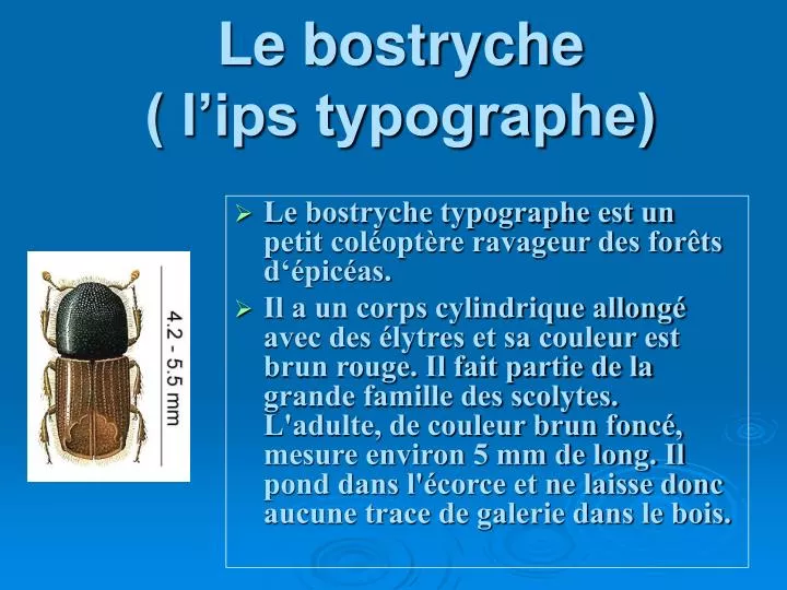 le bostryche l ips typographe