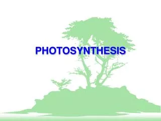 photosynthesis