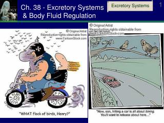 Ch. 38 - Excretory Systems &amp; Body Fluid Regulation
