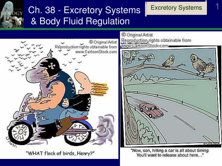 ch 38 excretory systems body fluid regulation