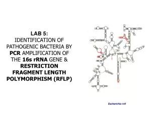 LAB 5: IDENTIFICATION OF PATHOGENIC BACTERIA BY PCR AMPLIFICATION OF THE 16s rRNA GENE &amp; RESTRICTION FRAGMENT