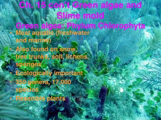 Ch. 15 con’t Green algae and Slime mold Green algea: Phylum Chlorophyta