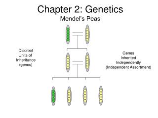 Chapter 2: Genetics Mendel’s Peas
