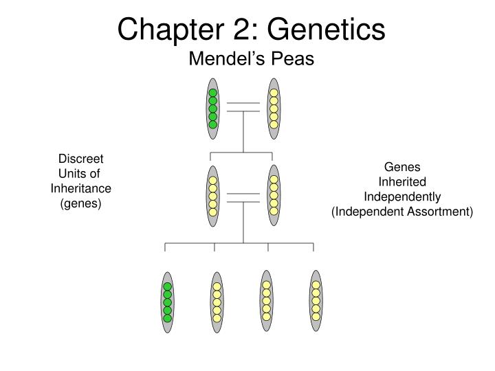 chapter 2 genetics mendel s peas