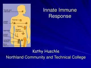 Innate Immune Response