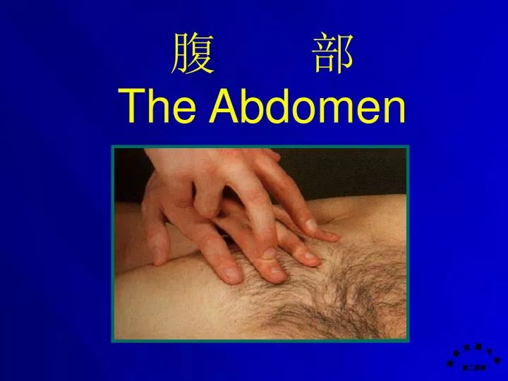 the abdomen