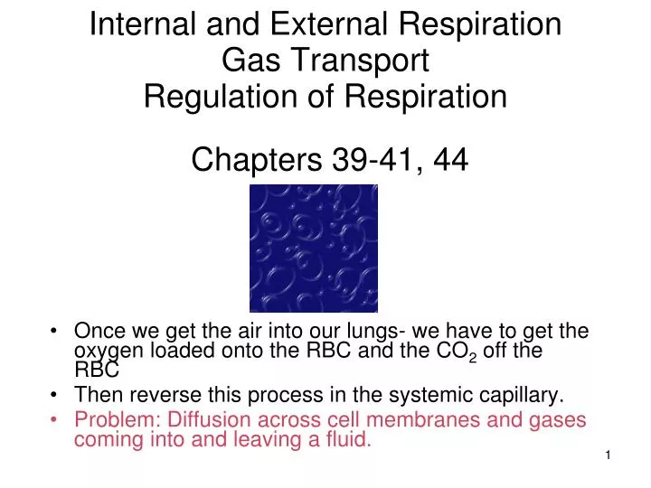 internal and external respiration gas transport regulation of respiration