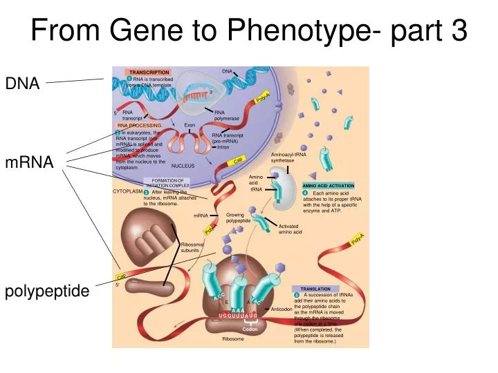 from gene to phenotype part 3