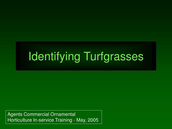 identifying turfgrasses