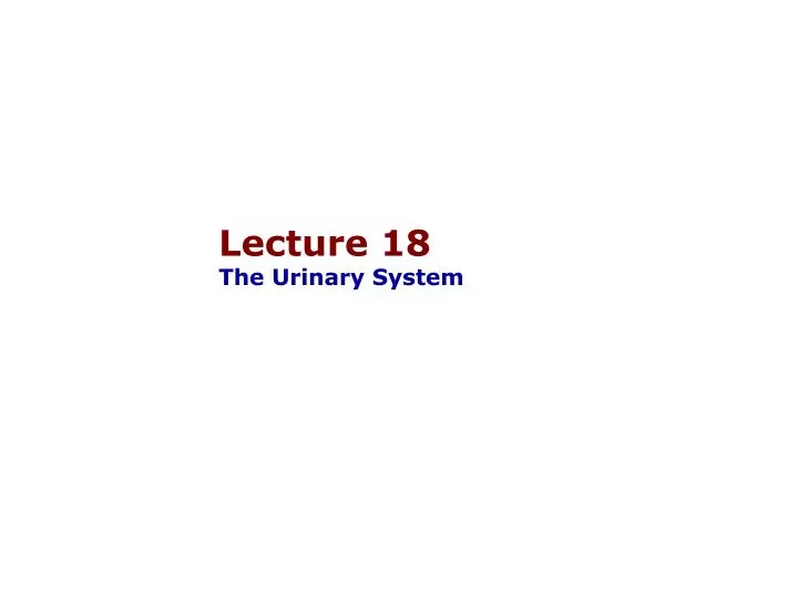 lecture 18 the urinary system