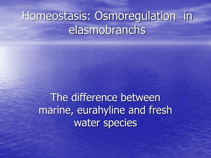 homeostasis osmoregulation in elasmobranchs