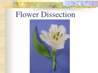 Flower Dissection