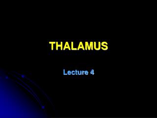 THALAMUS