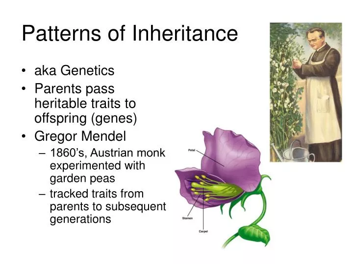 patterns of inheritance