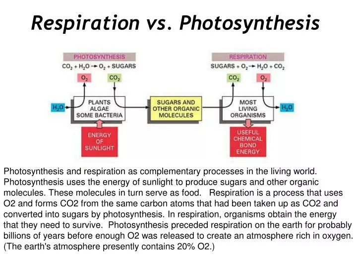respiration vs photosynthesis