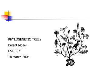 PHYLOGENETIC TREES Bulent Moller CSE 397 18 March 2004