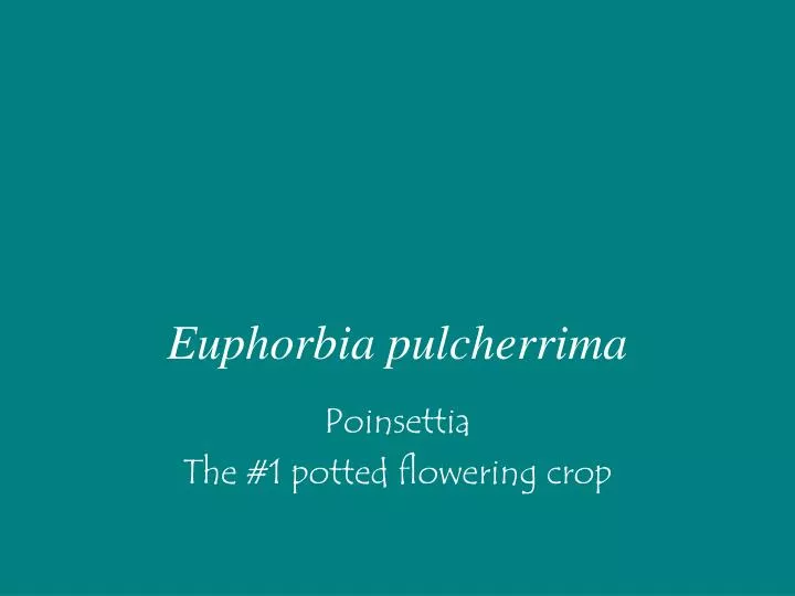 euphorbia pulcherrima