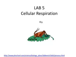 LAB 5 Cellular Respiration